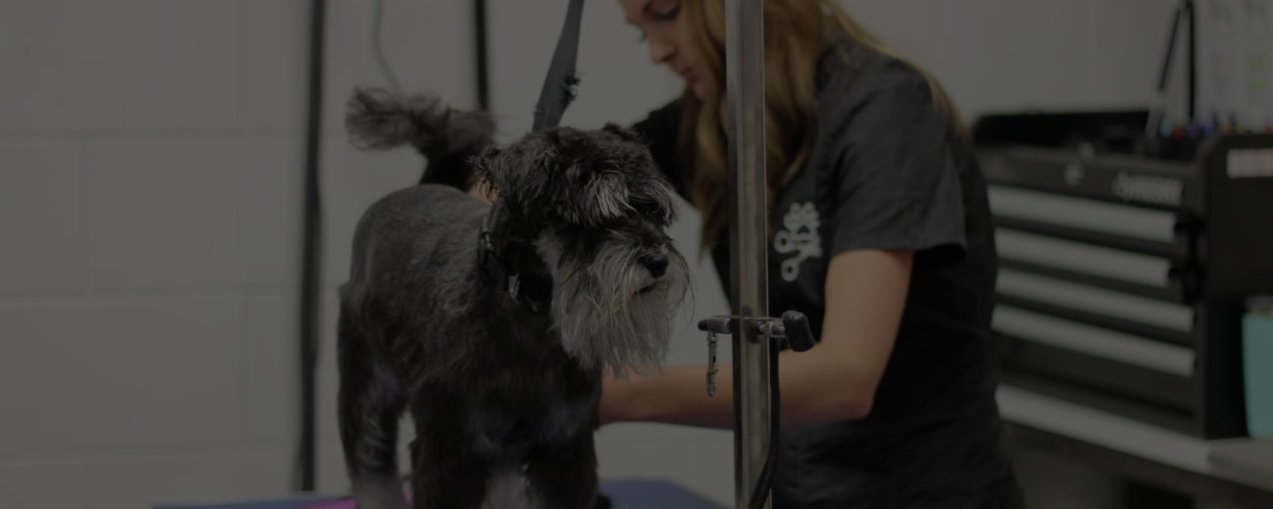 My Honest Review of QC’s Dog Grooming Course