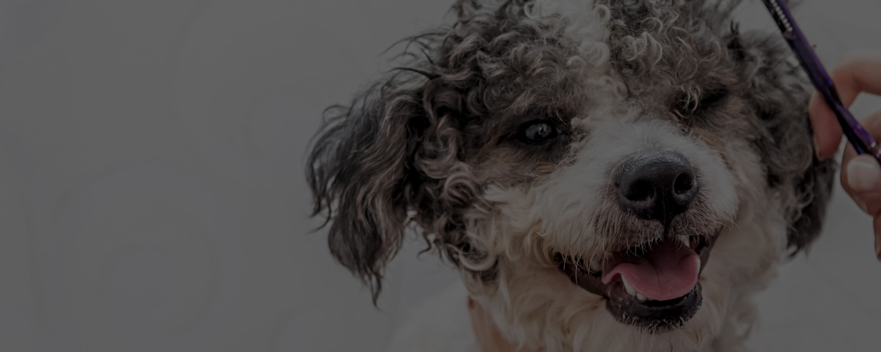 3 Details New Dog Groomers Always Forget