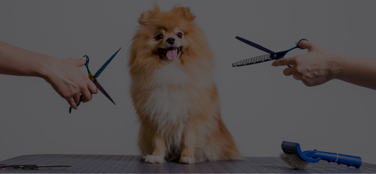 Additional Dog Grooming School Costs: Dog Grooming Equipment