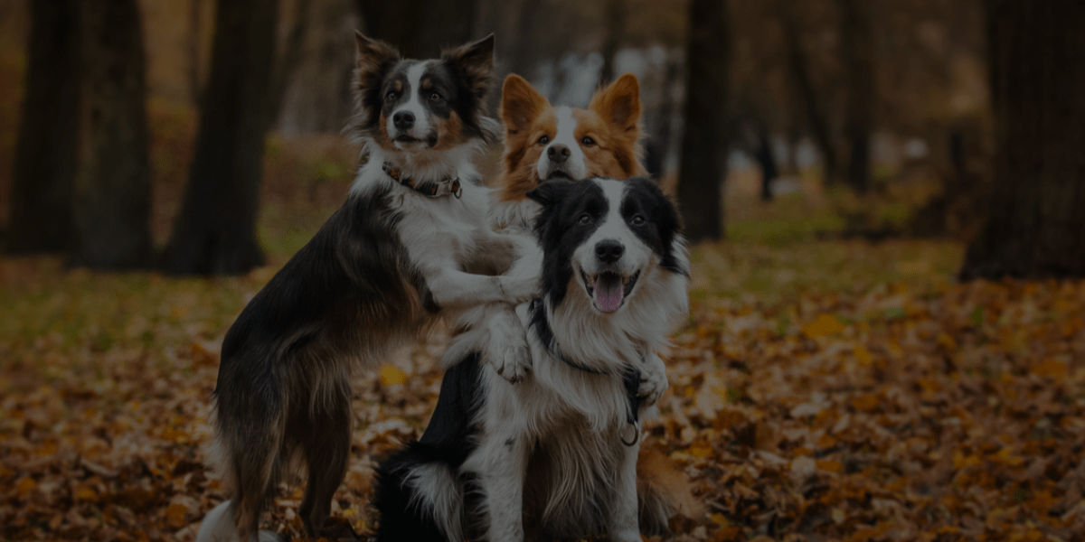 Popular Movie Dog Breeds and How to Groom Them