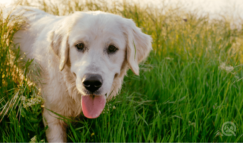 labrador retriever dog walking in park