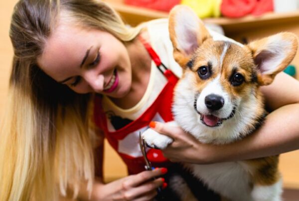 Hazards of being a dog groomer Feature Image