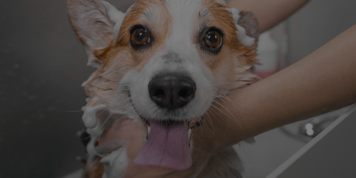 How to Prevent These 5 Dog Health Hazards at Your Dog Grooming Business