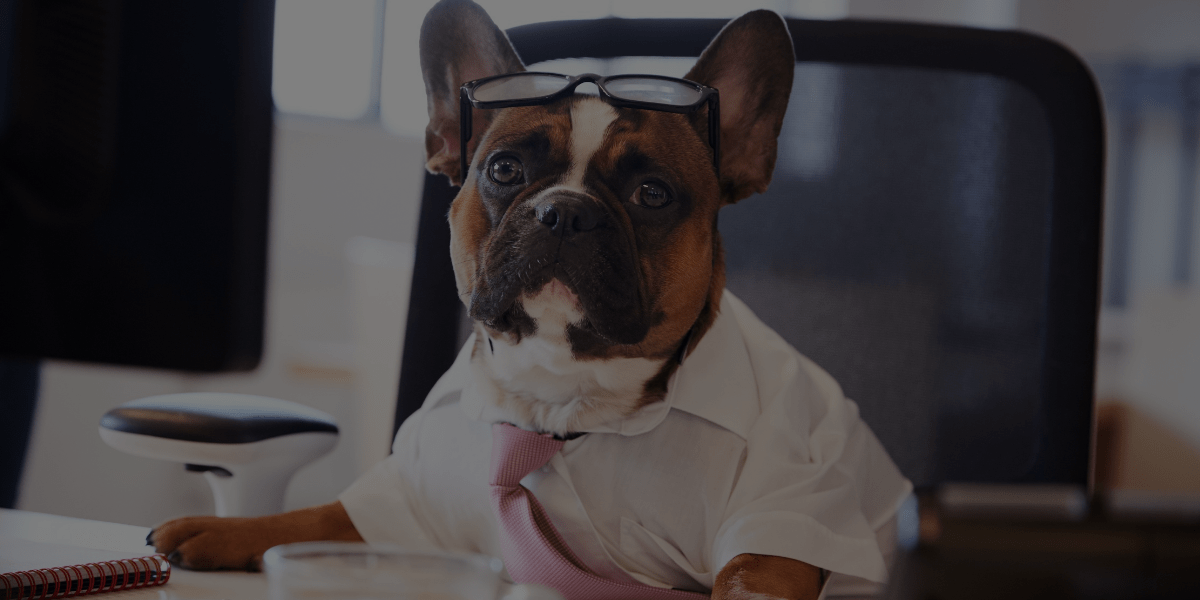 8 Tricks to Acing Your Dog Grooming Interview