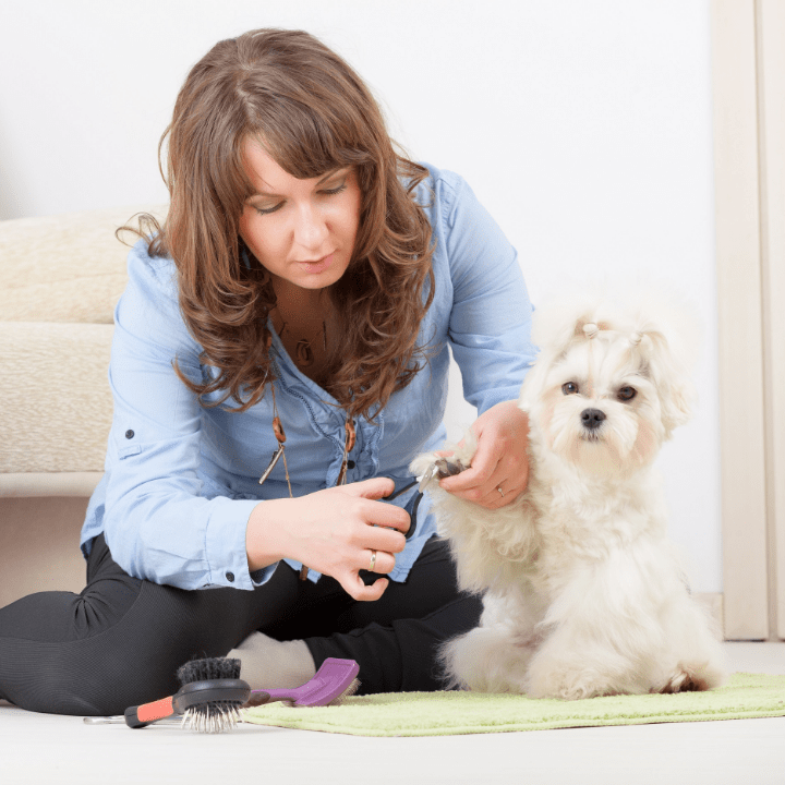 How to Complete your Online Dog Grooming Classes Safely from Home Sniffin