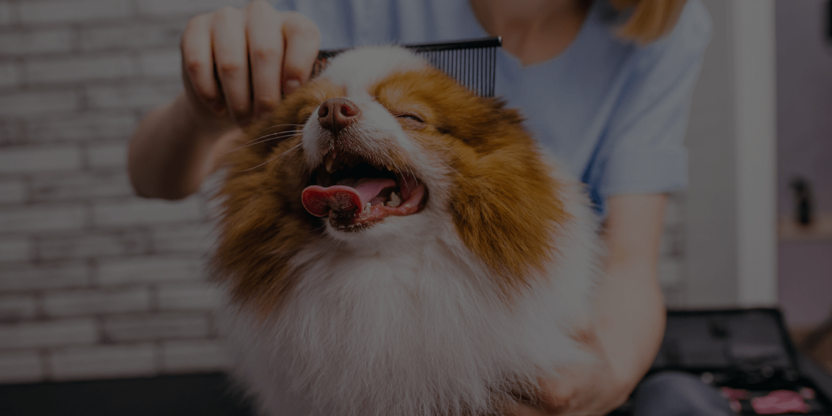 Beware These 6 Shady Signs When Looking into an Online Dog Grooming School!