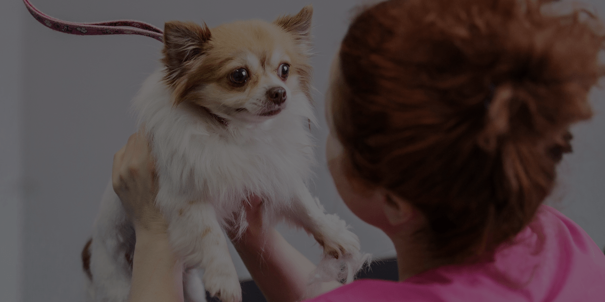 Dog Grooming Classes Will Help You Avoid These 4 Rookie Mistakes!