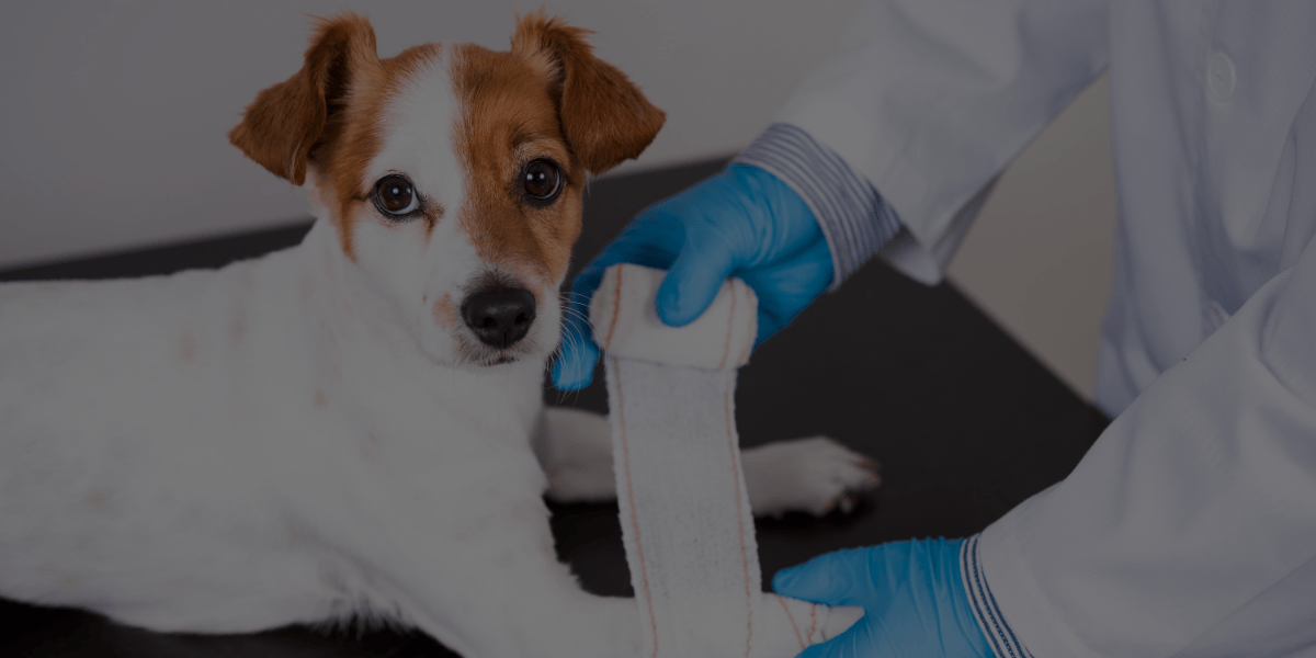 How Your Pet Grooming Certification Will Prepare You for These 3 Dog Afflictions!