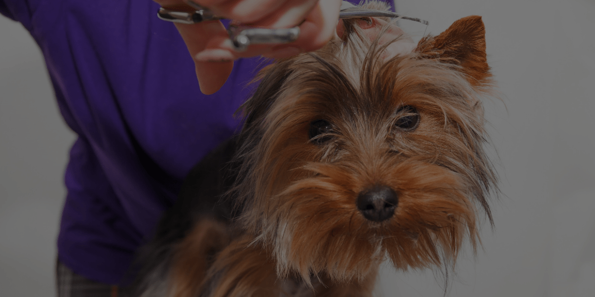 Why “Flooding” Can Hurt Your Pet Grooming Business