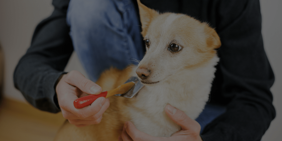 Dog Grooming Training – Part Two: The Importance of Brushing Before Styling