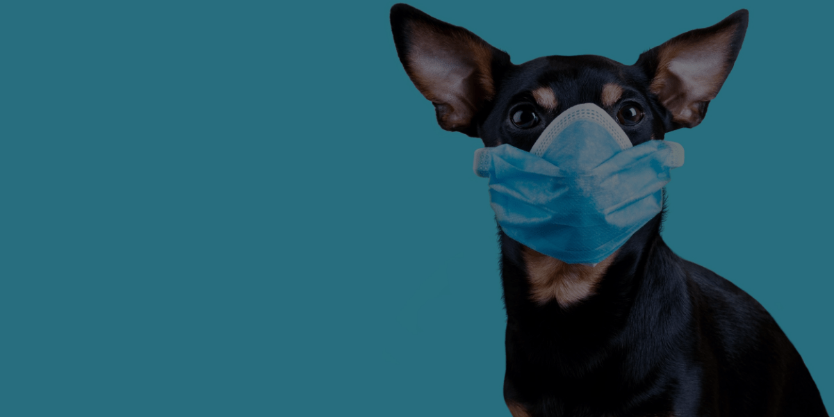 How the Pandemic Has Affected My Dog Grooming Career