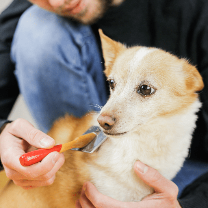 Dog Grooming Training - Part Two: The Importance of Brushing Before ...