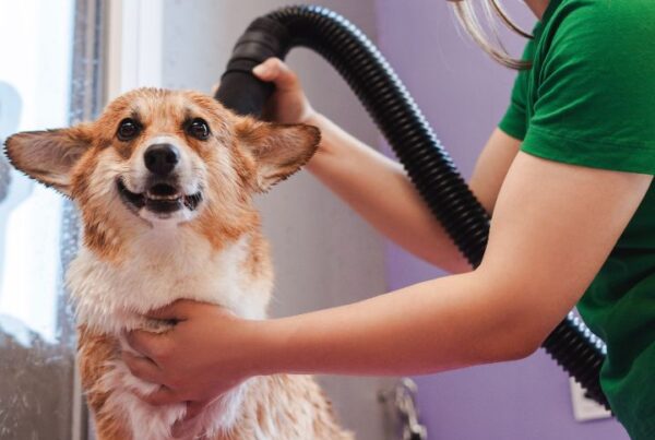 How long does it take to become a dog groomer Feature Image