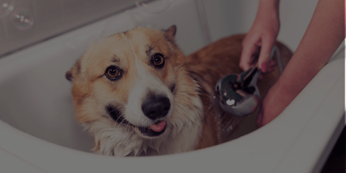 El Paso Requires Dog Groomer Certification as of January 1st