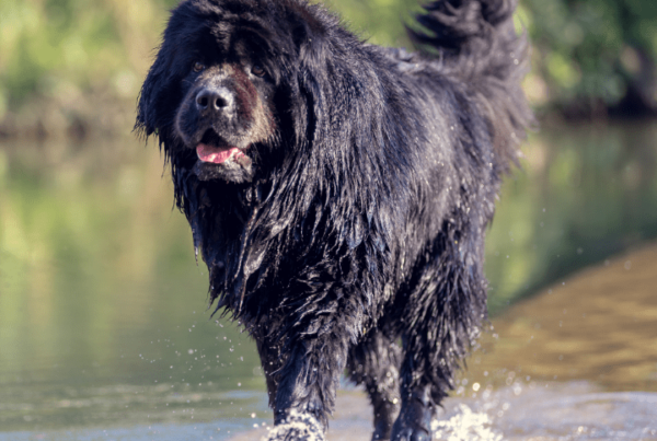 dogs with double coats feature image
