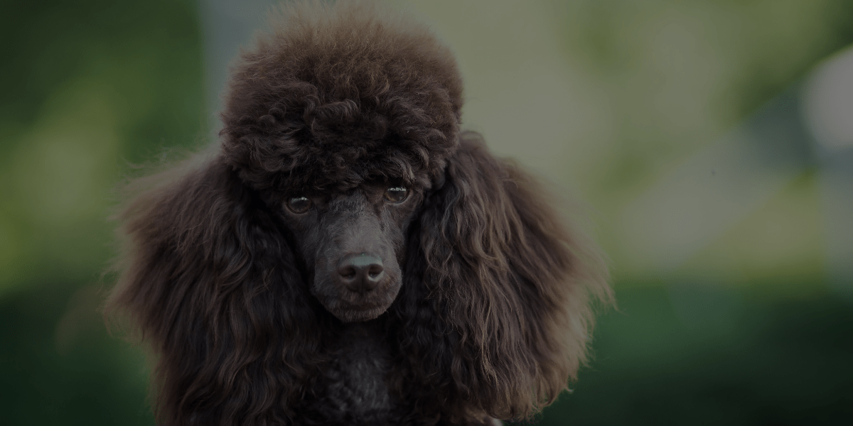 How to Groom a Poodle: A Crash Course