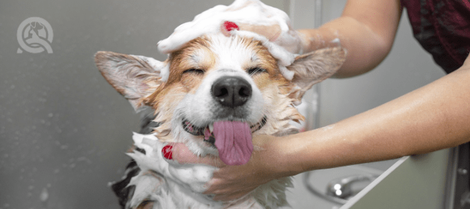 The main function of dog grooming is to: