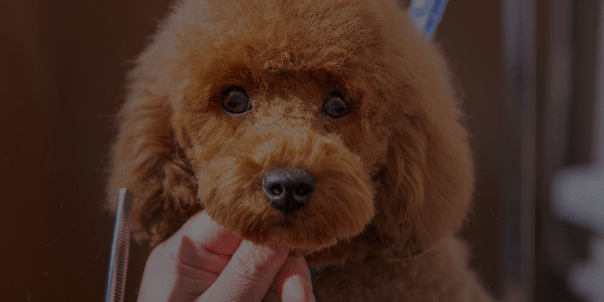 QC’s Dog Grooming Course: What I Learned in Unit A