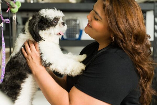 Dog grooming package ideas Feature Image