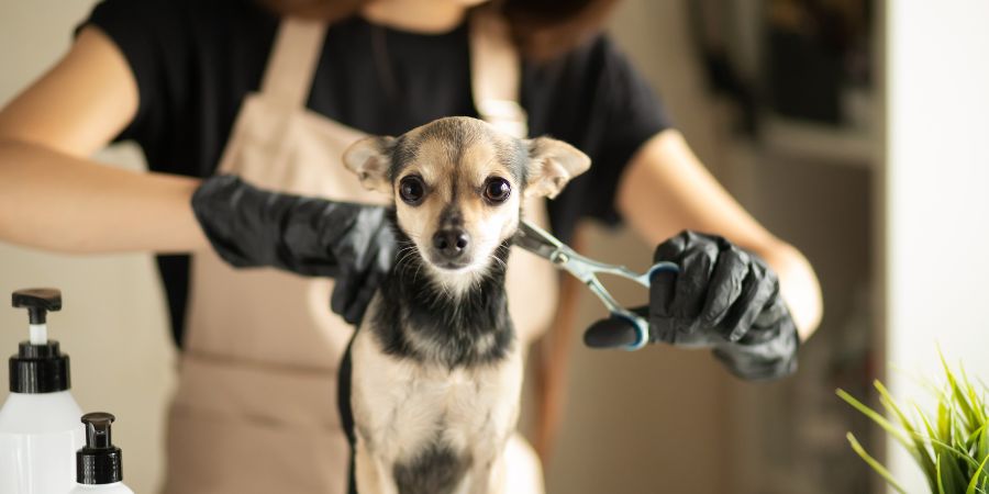 Dog grooming package ideas in-post Image 1