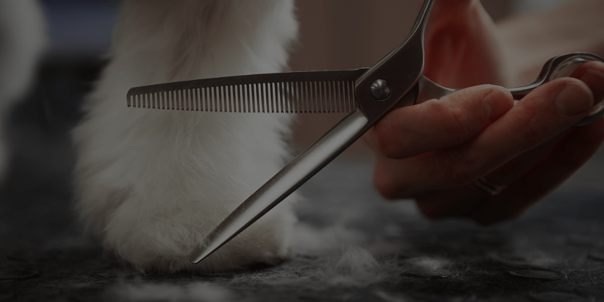 5 Dog Grooming Must-Haves for ALL Beginners!