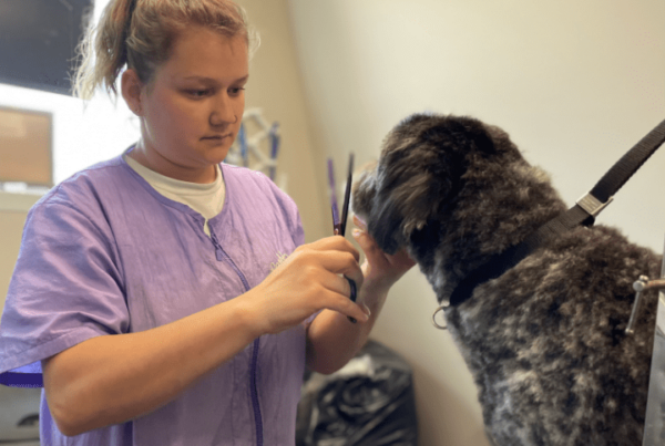 QC Pet Studies Graduate Feature, Alesha Stanley, Feature Image