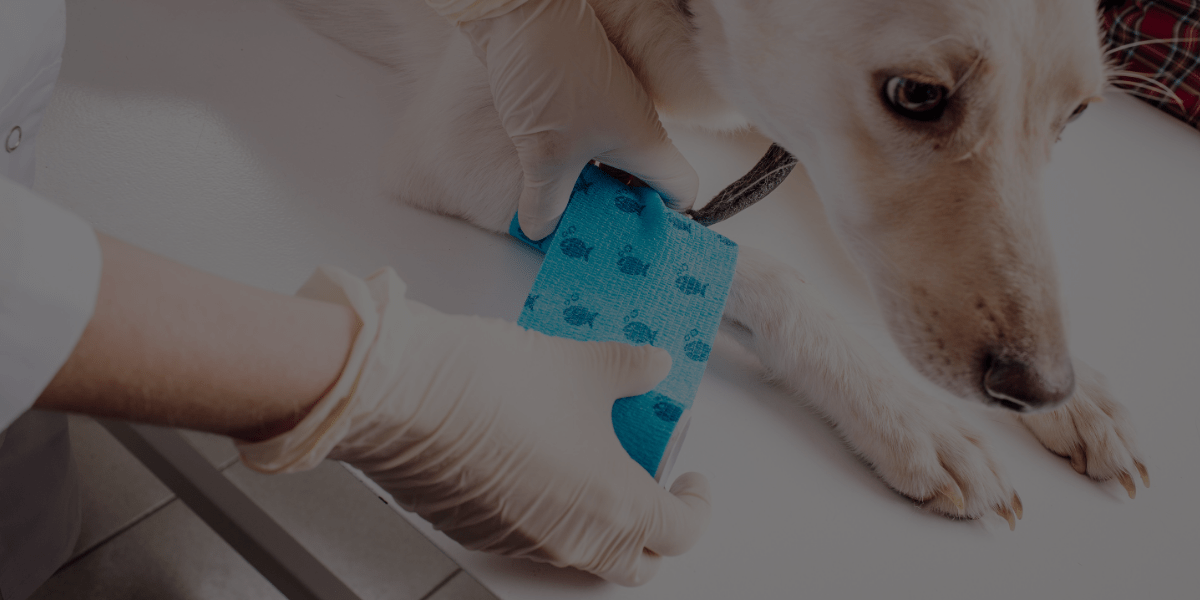 What to Expect in QC Pet Studies’ First Aid for Groomers Course