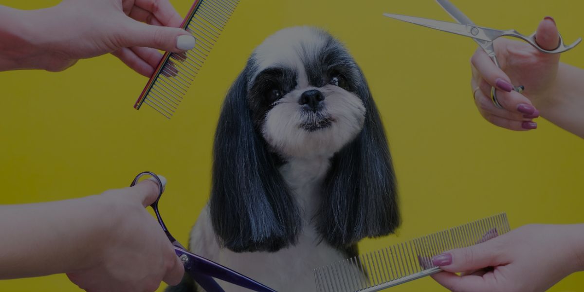 How to Run a Thriving Dog Grooming Business After COVID!