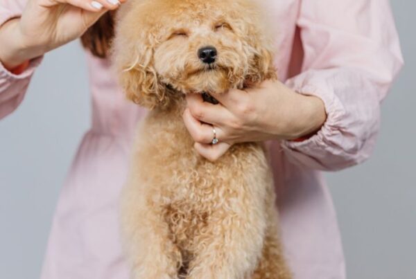 How to price dog grooming services Feature Image