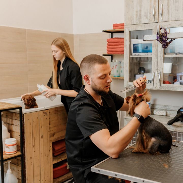 Image result for How Much Does It Cost To Start a Dog Grooming Business? - Sniffin' Around