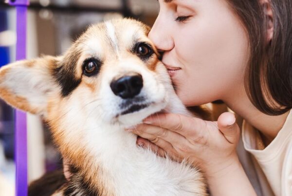 Home dog grooming set up Feature Image