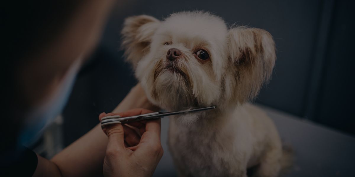 How Casey Became a Pro Groomer While Working Full-Time