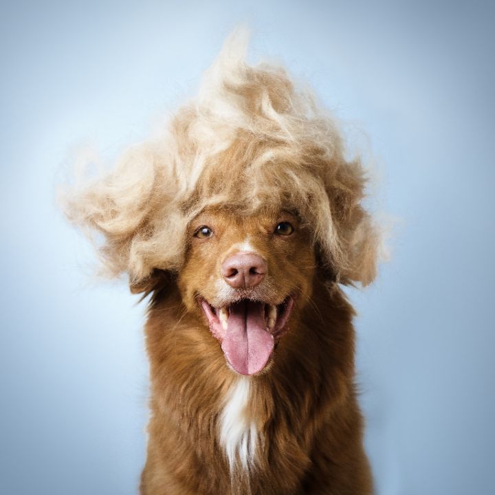 The 20 WORST Canine Grooming Errors to Keep away from Making