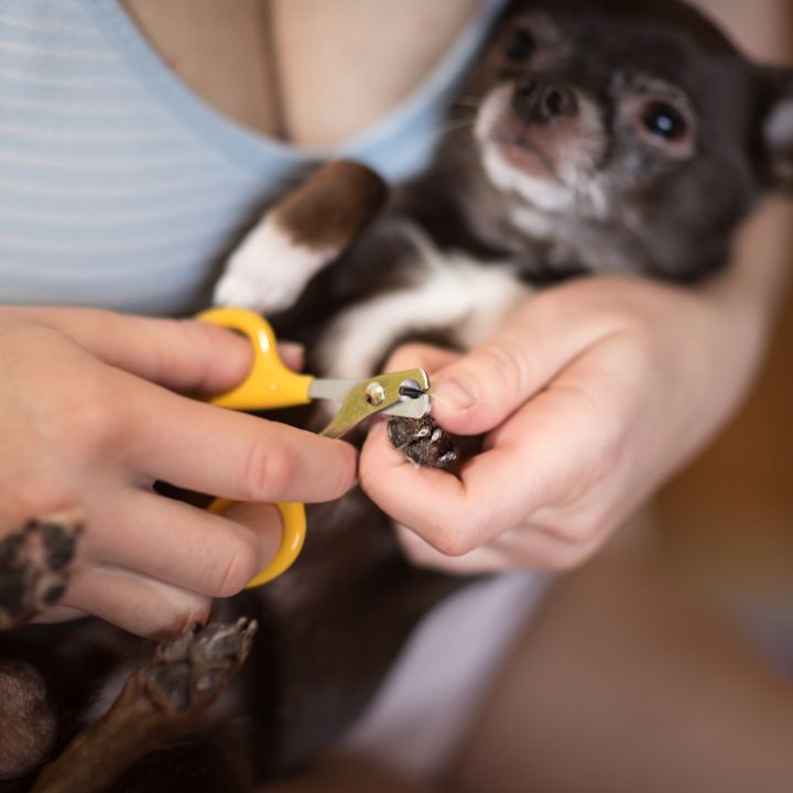 Dog Grooming 101: How to Trim Dog Nails Safely - Sniffin' Around