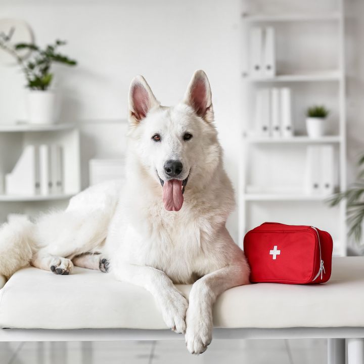 The whole lot You Want in Your Canine First Help Equipment