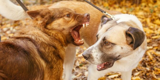 5 Dog Training Occupational Safety Hazards to Be Aware Of - Safety-Of-Dogs-Chewing-Leather-Accessories-Hazards