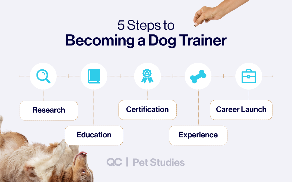 Infographic titled '5 Steps to Becoming a Dog Trainer' with icons and text for each step: Research, Education, Certification, Experience, and Career Launch. A hand holds a treat above the title, and a playful dog lies at the bottom. Created by QC Pet Studies to guide users on how to become a dog trainer, including how to become a certified dog trainer through online certification programs.