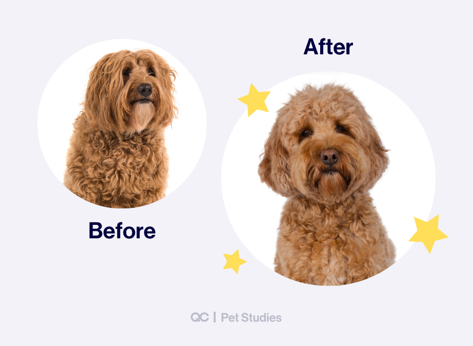 Before-and-after photo of a well-groomed Doodle dog, highlighting the transformation through grooming—an example of high-paying jobs working with dogs in the pet care industry.