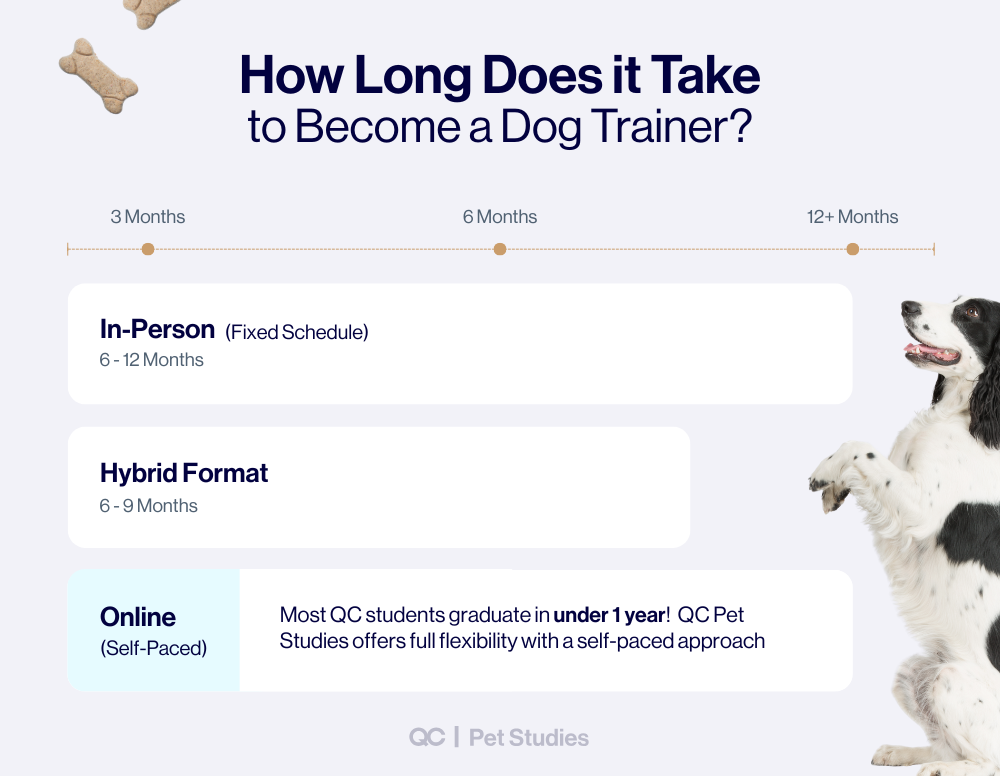 Infographic titled 'How Long Does it Take to Become a Dog Trainer?' comparing timelines for in-person (6–12 months), hybrid (6–9 months), and online (under 1 year, self-paced) formats—highlighting the flexibility of earning a dog training certification online through QC Pet Studies.