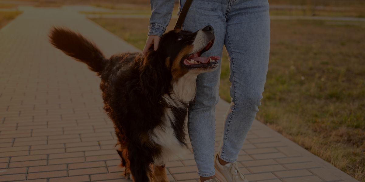 33 High-Paying Jobs Working with Dogs