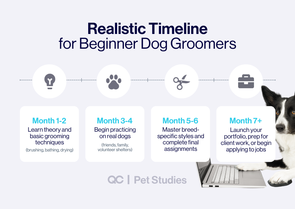 Infographic showing a realistic timeline for beginner dog groomers, outlining monthly milestones from learning grooming techniques to launching a career—perfect for those exploring the best dog grooming schools.