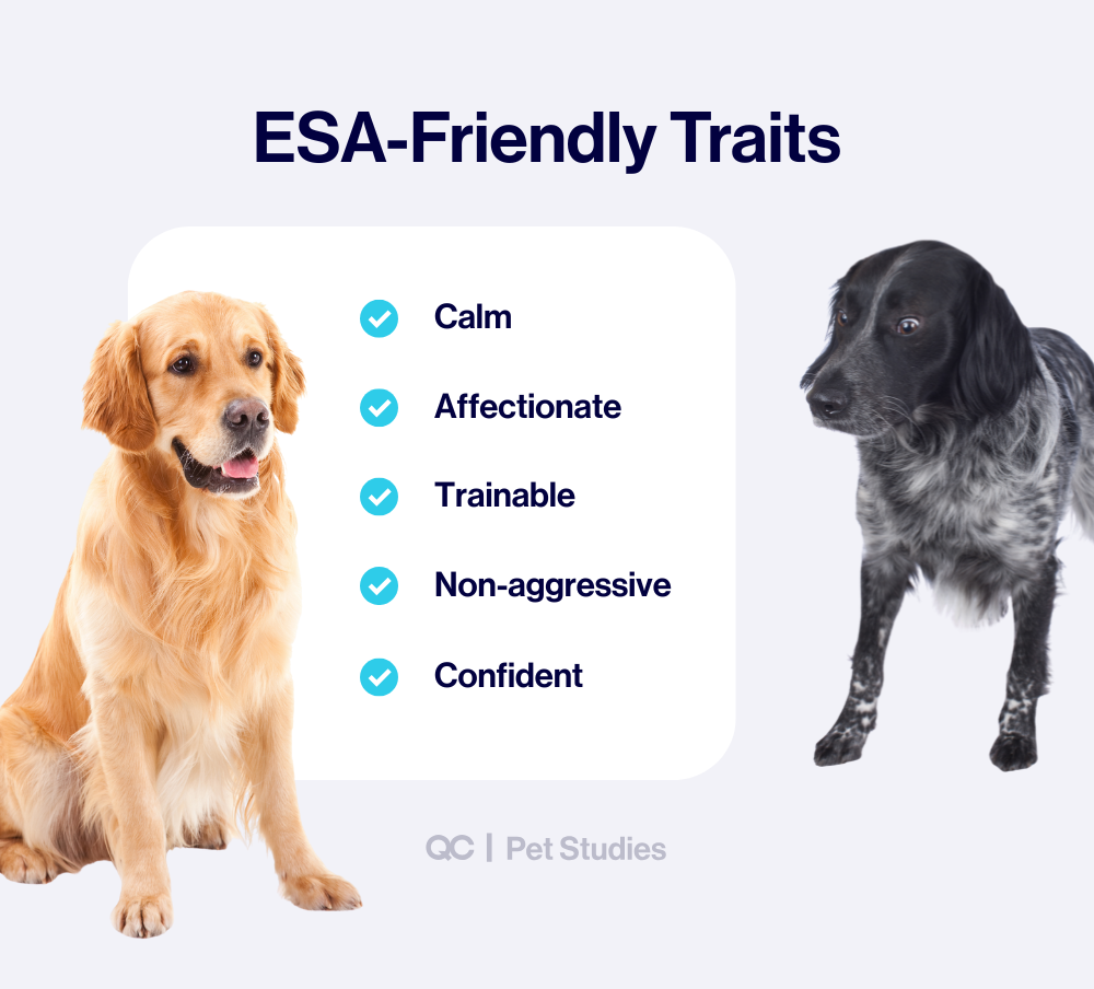 Infographic highlighting ESA-friendly traits — calm, affectionate, trainable, non-aggressive, and confident — ideal for emotional support dog training.