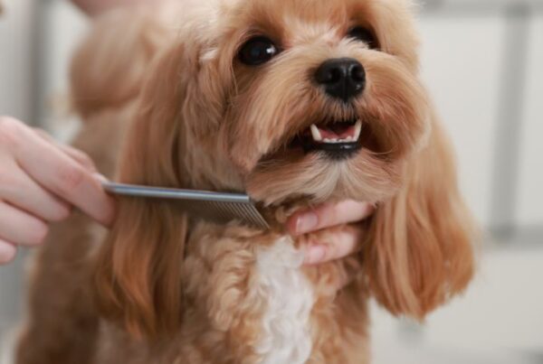 Small dog being groomed with a comb during a professional session, illustrating dog grooming prices for different breeds and coat types.