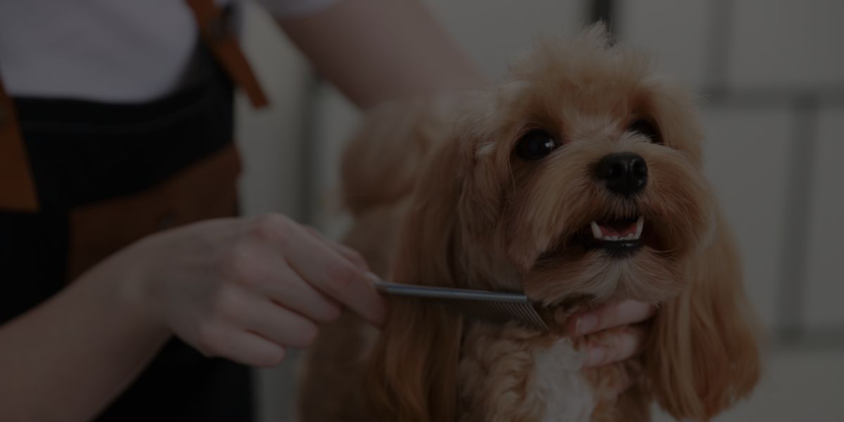 Dog Grooming Prices in 2025: Complete Cost Guide