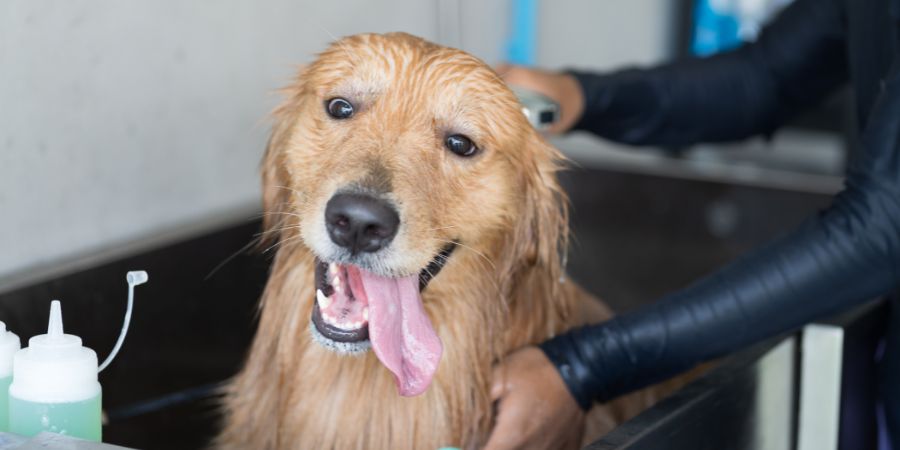 Golden Retriever getting a bath at a grooming salon, representing average dog grooming prices by breed.