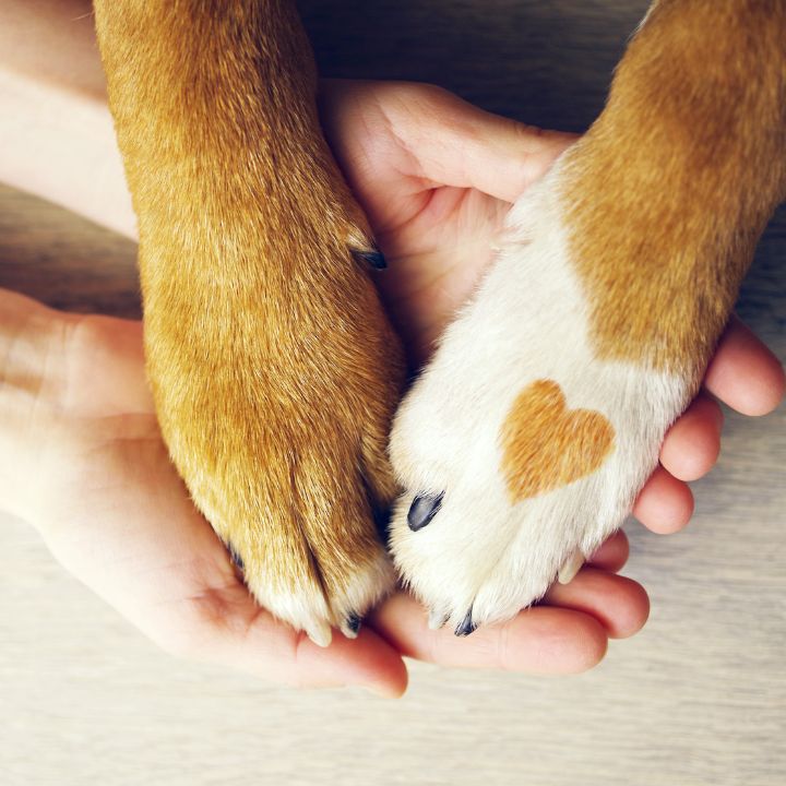Emotional support dog training concept – human hands gently holding dog paws, one with a heart-shaped fur marking, symbolizing the bond between handler and emotional support animal.