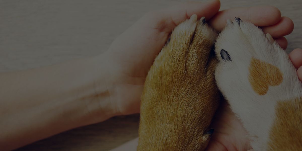 How to Become an Emotional Support Dog Trainer: The Complete Career Guide