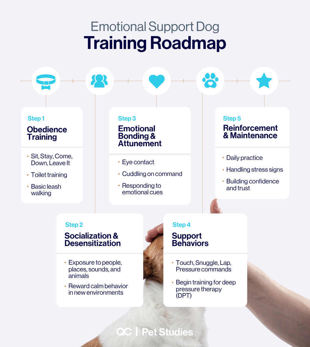 Step-by-step emotional support dog training roadmap infographic outlining obedience training, socialization, emotional bonding, support behaviors, and ongoing reinforcement.