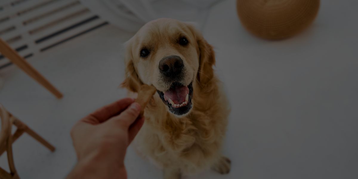 How Much Is Dog Training? Costs for Owners and Aspiring Trainers