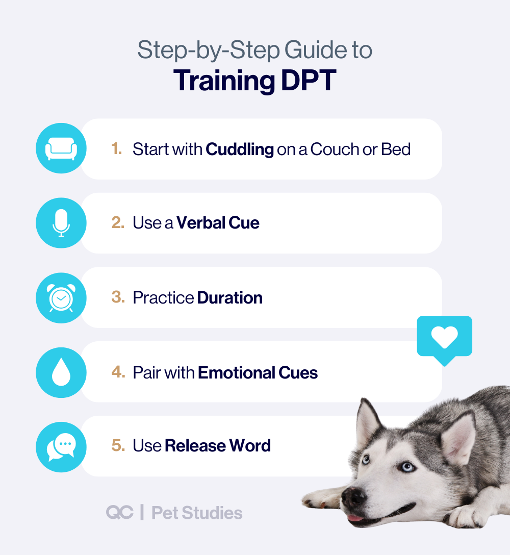 Step-by-step infographic showing how to teach deep pressure therapy as part of emotional support dog training, including cuddling, verbal cues, and emotional responsiveness.